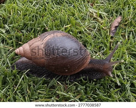 Snail is usually one of almost all members of the molluscan class Gastropoda which have coiled shells. The name is most often applied to land snails, terrestrial pulmonate gastropod molluscs.