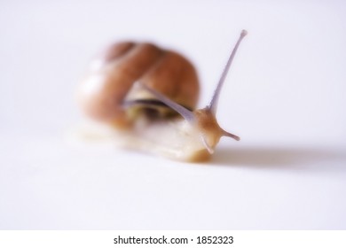 A snail (very shallow DOF)