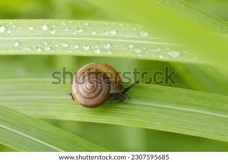 A snail walks on the top of the grass with dew after the rain.Close-up small snail.