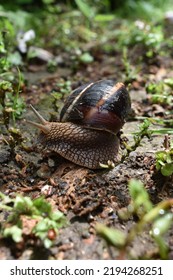 A Snail Wandering In The Forest.