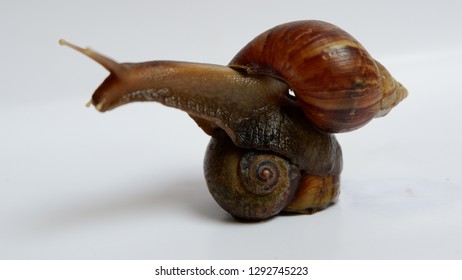snail, with a white background