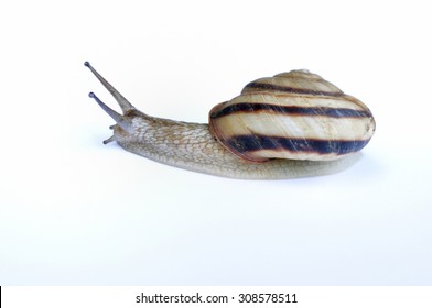 Snail White Background