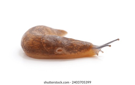 Snail without shell isolated on a white background.