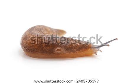Snail without shell isolated on a white background.