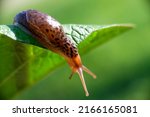 Snail without shell. Leopard slug Limax maximus, family Limacidae, crawls on green leaves. Spring, Ukraine, May. High quality photo
