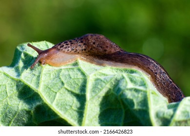 509 Shell less snail Images, Stock Photos & Vectors | Shutterstock