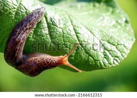 Snail without shell. Leopard slug Limax maximus, family Limacidae, crawls on green leaves. Spring, Ukraine, May. High quality photo