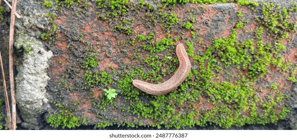  A snail without shell, snail on the ground