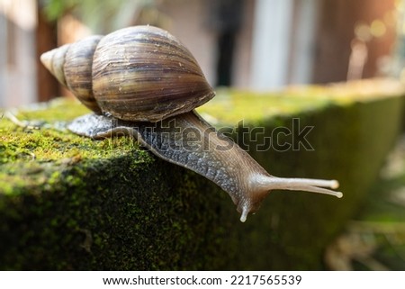 the snail is in the yard