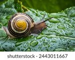 A snail with yellow and brown shell is creeping on the green leaf with a lot of water dew.It seems like the snail is very after the rain in the spring season,it is time to go out to find eating.