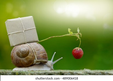 Snail-mail, snail with package on the snail shell, Express