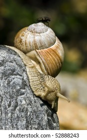 Snails, and its cargo - fly