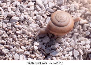 Snails crawl or walk on gravel, rocks. Hard-shelled pests eat young tree shoots. Animal life in nature in the morning. Snails crawl on gravel, rocks. - Powered by Shutterstock