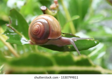 139 Suck Snail Images, Stock Photos & Vectors | Shutterstock