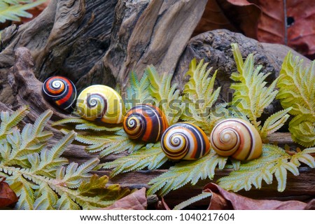 Snails : Cuban land snail (Polymita picta) or Painted snail, World's most colorful land snail from Cuba. Endangered and protected species. Selective focus.