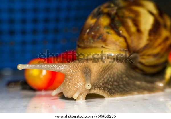 Snails Eggs Snailzilla Achatina Fulicapopular Snail Stock