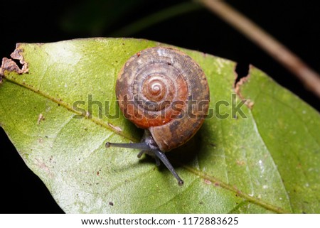 Foto Bild Gartenschnecke IX Blatt