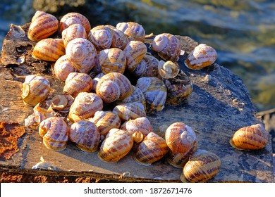 Large Sea Snail High Res Stock Images Shutterstock