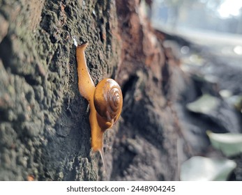 Snails are the general name given to animals belonging to the mollusk class Gastropoda, and are usually found in various habitats in tropical nature such as trees, rivers and even in ditches.