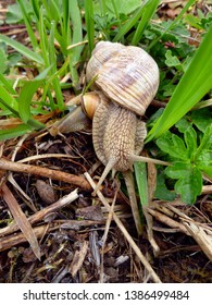Snails gliding on the wet grass and moss texture. Large white mollusk snails with light brown striped shell, crawling. Helix pomatia, Burgundy snail, Roman snail, edible snail, escargot.