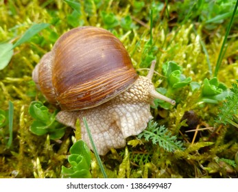 Snails gliding on the wet grass and moss texture. Large white mollusk snails with light brown striped shell, crawling. Helix pomatia, Burgundy snail, Roman snail, edible snail, escargot.