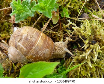 Snails gliding on the wet grass and moss texture. Large white mollusk snails with light brown striped shell, crawling. Helix pomatia, Burgundy snail, Roman snail, edible snail, escargot.