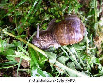 Snails gliding on the wet grass and moss texture. Large white mollusk snails with light brown striped shell, crawling. Helix pomatia, Burgundy snail, Roman snail, edible snail, escargot.