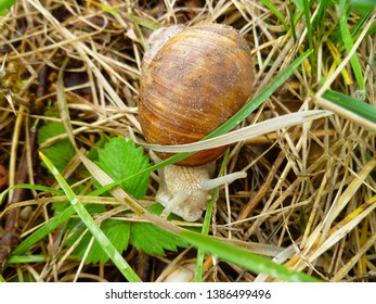 Snails gliding on the wet grass and moss texture. Large white mollusk snails with light brown striped shell, crawling. Helix pomatia, Burgundy snail, Roman snail, edible snail, escargot.