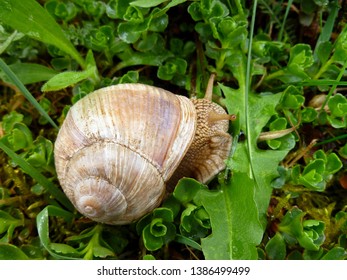 Snails gliding on the wet grass and moss texture. Large white mollusk snails with light brown striped shell, crawling. Helix pomatia, Burgundy snail, Roman snail, edible snail, escargot.