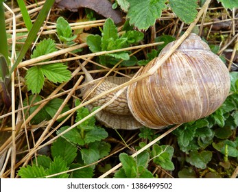 Snails gliding on the wet grass and moss texture. Large white mollusk snails with light brown striped shell, crawling. Helix pomatia, Burgundy snail, Roman snail, edible snail, escargot.