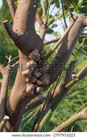 Snails have complex organ systems and anatomies that differ greatly from most animals. Snails and most other Mollusca share three anatomical features; the foot, the mantle, and the radula.