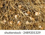 Snails Helix pomatia after the rain in wet hay. Common names are the Roman snail, Burgundy snail or escargot. It is an edible species. 