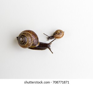 Snails isolated on white background.Snail series: snail family - mother and daughter. The daughter snail is riding the mother snail.