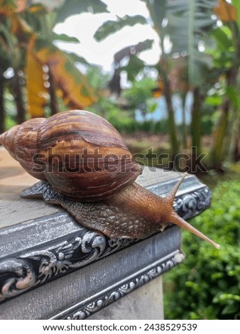 Snails or Lissachatina fulica are land snails belonging to the Achatinidae family. This animal is shelled and slimy. was plastering on a cement monument 