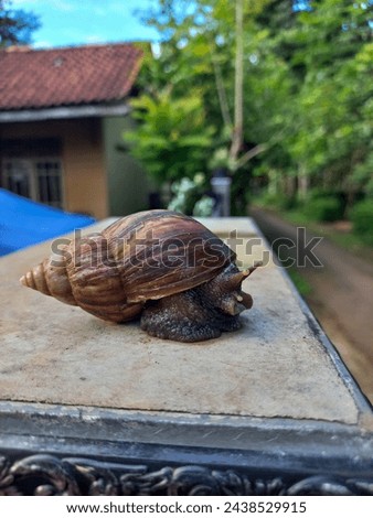 Snails or Lissachatina fulica are land snails belonging to the Achatinidae family. This animal has a shell and is slimy.was on top of a cement pillar 