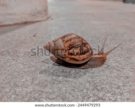 Snails or Lissachatina fulica are land snails belonging to the Achatinidae tribe. In biology, snails belong to the Gastropoda class. 