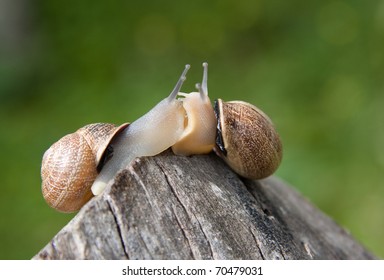 Snails Love Kissing Each Other Stock Photo 70479031 | Shutterstock