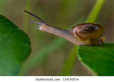 Snails Moving From One Leaf To Another --- Represent Taking A Big Step Or Risk To Move Away From Current Position