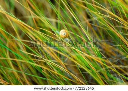 Similar – Forest strawberries in grass