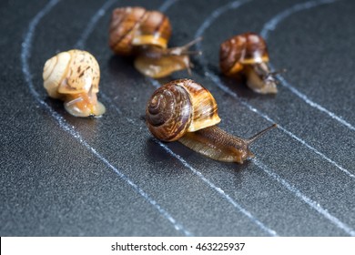 Snail Race Images, Stock Photos & Vectors | Shutterstock