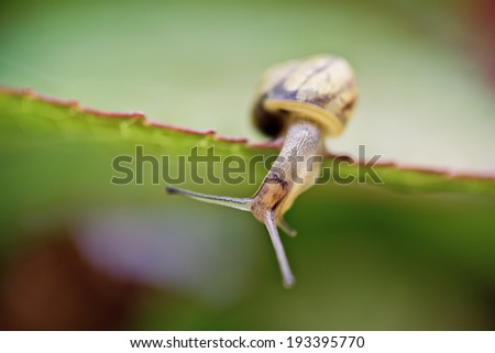 Similar – Gartenschnecke XIV Blatt