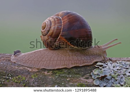 Similar – Image, Stock Photo Screw II Snail Snail shell