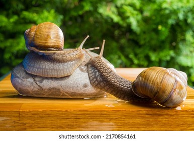 22,940 Snail stone Images, Stock Photos & Vectors | Shutterstock