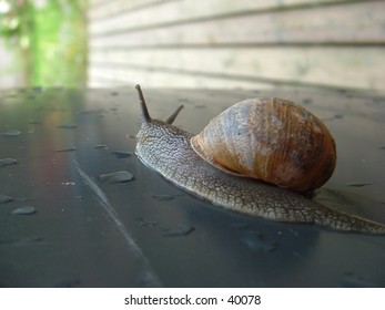 Snails Pace