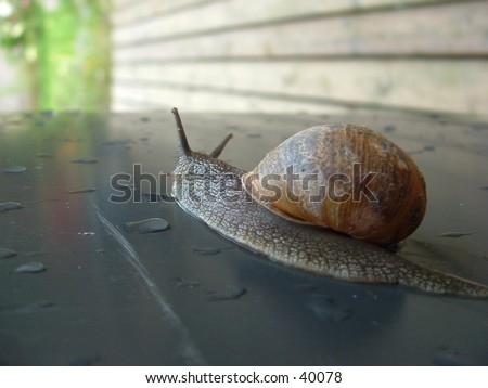 Snails Pace