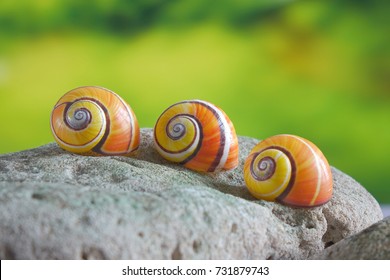 Snails : Polymita picta or Cuban snails one of most colorful and beautiful land snails in the wolrd from Cuba , its known as "Painted Snails" , rare, endangered and protected.Shells