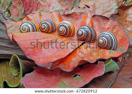 Snails : Polymita picta or Cuban snails one of most colorful and beautiful land snails in the world from Cuba , its known as 