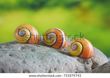 Snails : Polymita picta or Cuban snails one of most colorful and beautiful land snails in the world from Cuba , its known as 