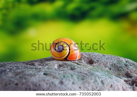 Snails : Polymita picta or Cuban snails one of most colorful and beautiful land snails in the wolrd from Cuba , its known as 