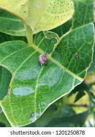 snails are resting
